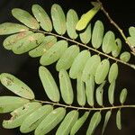 Machaerium biovulatum Leaf