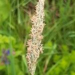 Alopecurus pratensis Flower