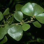 Ficus natalensis Owoc
