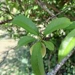 Prunus amygdalus Лист