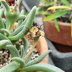 Delosperma harazianum Fruto