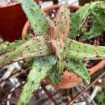 Aloe castilloniae Blatt