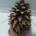 Pinus coulteri Фрукт