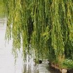 Salix × pendulina পাতা