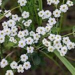 Euphorbia corollataBlüte