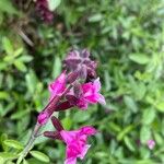 Salvia greggiiFloro