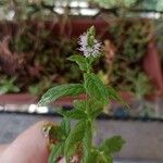 Mentha spicataBlüte