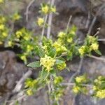 Rubia fruticosa Hoja