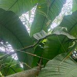 Heliconia stricta Leaf