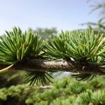 Cedrus atlantica Feuille