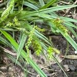 Carex sylvatica Blüte