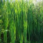 Typha domingensis Агульны выгляд