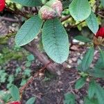 Rhododendron forrestii Blad