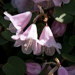Rhododendron williamsianum Λουλούδι
