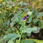 Cerinthe majorFlower