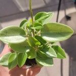 Peperomia scandens Leaf