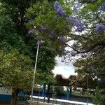 Jacaranda mimosifolia葉