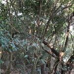 Tricalysia longituba Hábito