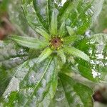 Rudbeckia fulgida Other