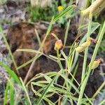 Crotalaria brevidens Hoja