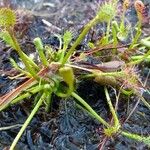 Drosera intermedia Lapas