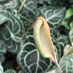 Anthurium clarinervium Çiçek