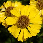 Helenium autumnale Çiçek