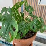 Monstera adansonii Liść