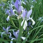 Iris lactea ফুল