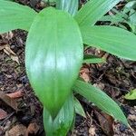 Pharus latifolius Leaf