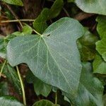 Hedera hibernica Yaprak