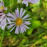 Symphyotrichum puniceum Flors