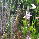 Pogonia ophioglossoides 整株植物