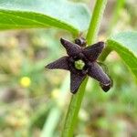 Vincetoxicum nigrum Flower