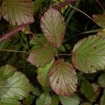 Rubus bifrons 葉