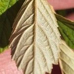 Spiraea tomentosa Feuille