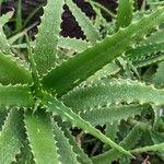 Aloe cremnophila List