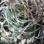 Astrophytum capricorne 葉