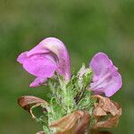 Pedicularis pyrenaica Flor