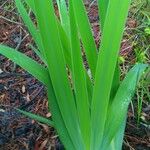 Iris virginica Leaf