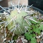 Tephrocactus alexanderi Hoja