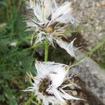 Senecio asperulus