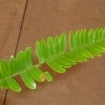 Pseudopiptadenia psilostachya Yaprak