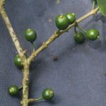 Eugenia stictopetala Fruit