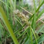 Sesleria caerulea Vili