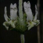 Sideritis leucantha Fleur