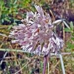 Allium paniculatum Blodyn