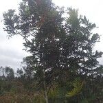 Dimocarpus longan Habit