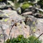 Luzula alpinopilosa Flor