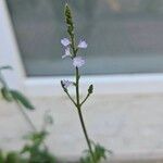 Verbena officinalisΛουλούδι